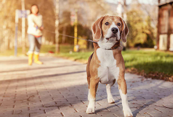 What to do when your dog misbehaves barticol con.